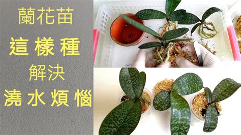 種蘭花材料|蘭花種植材料使用指南：水苔、樹皮等，使用步驟全攻略 